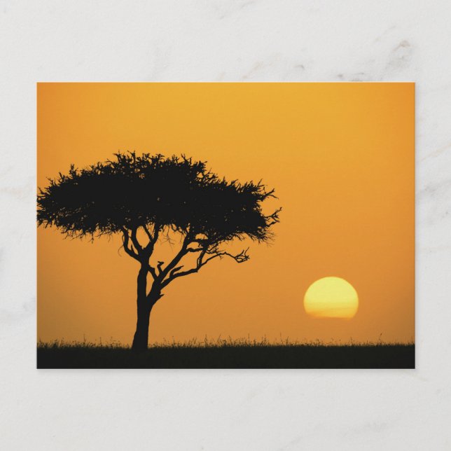 Postal Silución de un solo árbol de acacia al amanecer, M (Anverso)