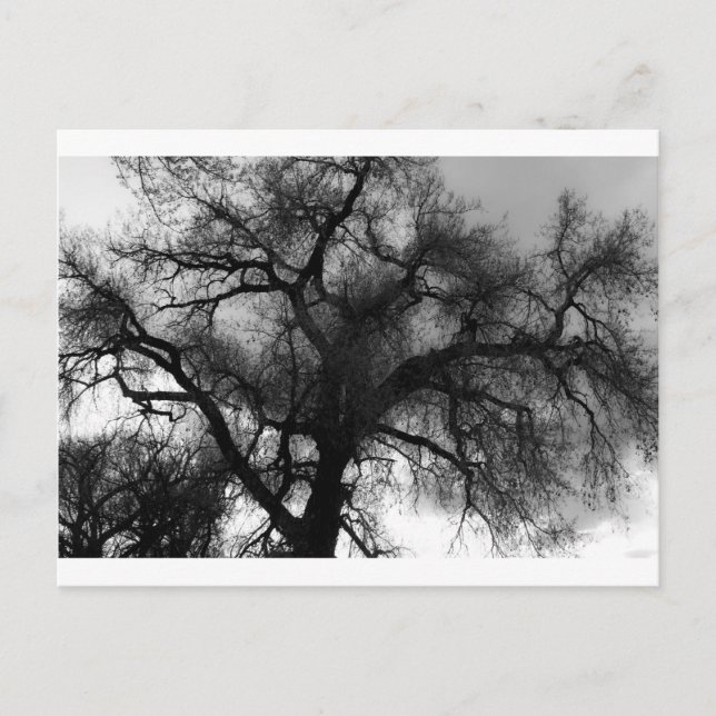 Postal Silueta (Anverso)