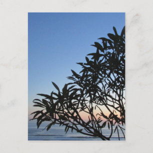 Postal silueta arbolada