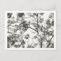 Silueta blanca y negra del árbol