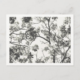 Postal Silueta blanca y negra del árbol