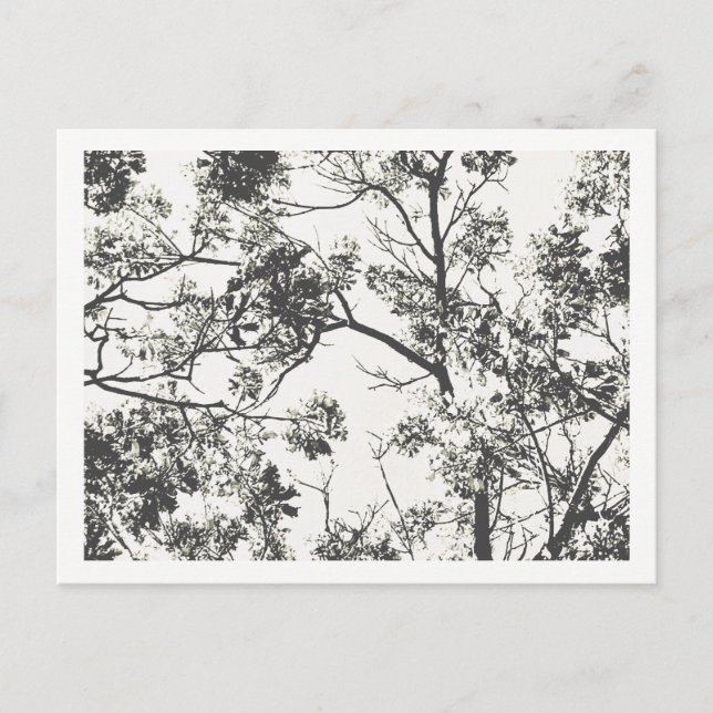 Postal Silueta blanca y negra del árbol (Anverso)