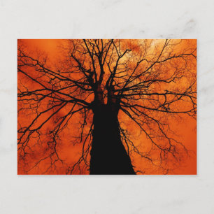 Postal Silueta de árbol contra un cielo Naranja