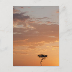 Postal Silueta de árbol en llanura, Masai Mara