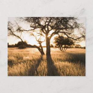 Postal Silueta de árboles de acacia en hierba. Mariental
