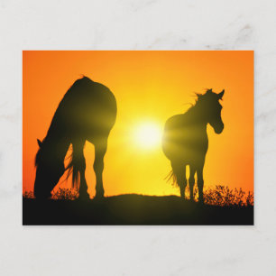 Postal Silueta de dos caballos al atardecer
