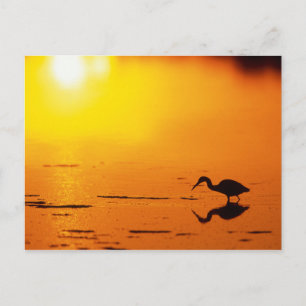Postal Silueta de garza al atardecer, Florida