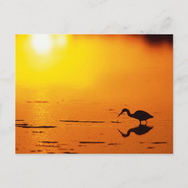 Postal Silueta de garza al atardecer, Florida (Anverso)