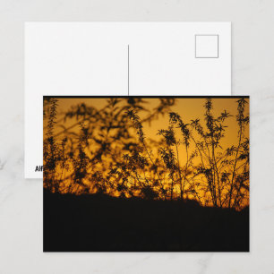 Postal Silueta de puesta de sol naranja en el campo