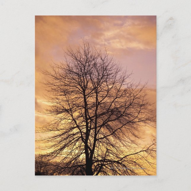 Postal Silueta de un árbol con cielo rosa y Naranja (Anverso)