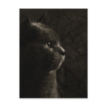 Silueta felina - Postcard