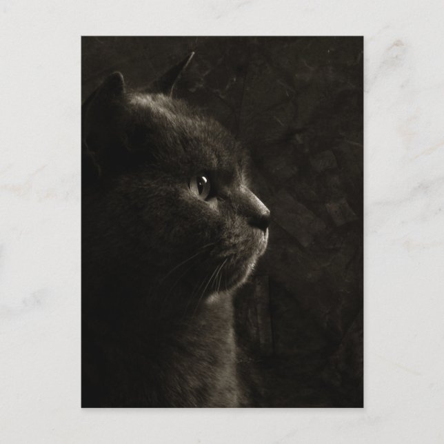 Postal Silueta felina - Postcard (Anverso)