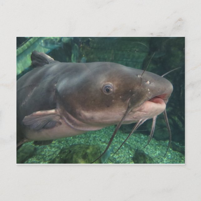 Postal Siluro (Anverso)