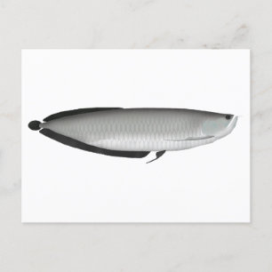 Postal Silver Arowana