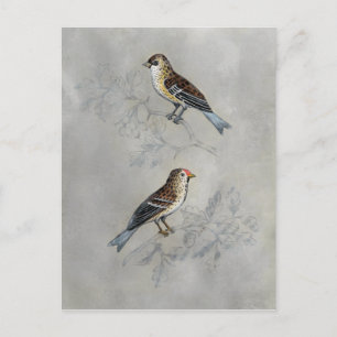Postal Silvered Aviary   Dos Aves