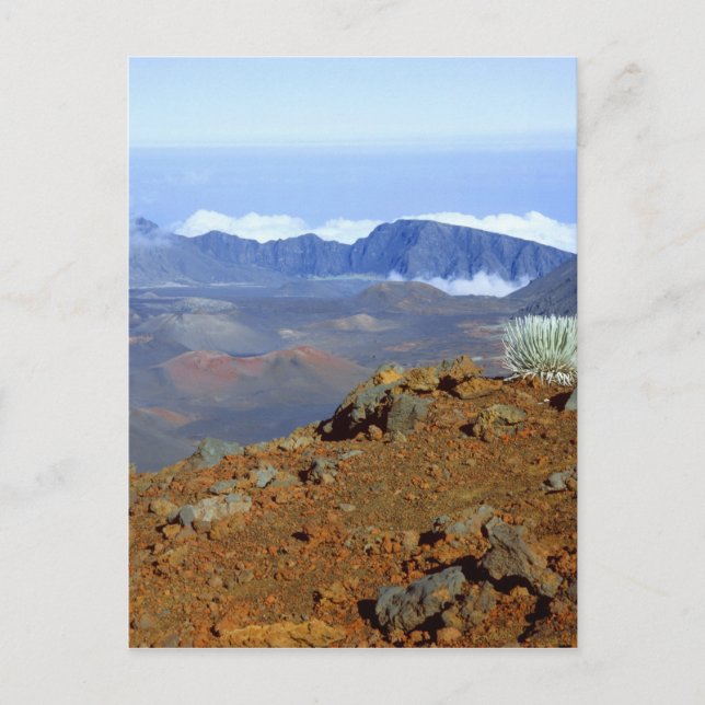 Postal Silversword en el borde del cráter Haleakala desde (Anverso)