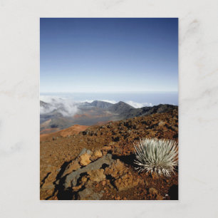 Postal Silversword en el borde del cráter Haleakala desde