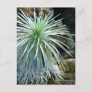 Postal Silversword :Postcard