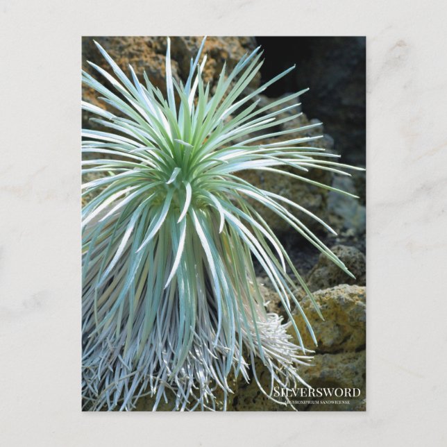 Postal Silversword :Postcard (Anverso)