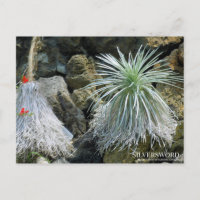 Silversword :Postcard