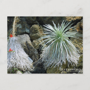 Postal Silversword :Postcard