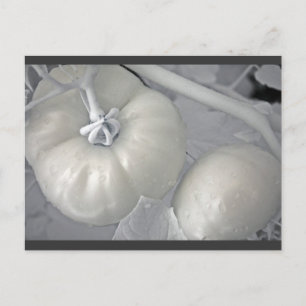 Postal Silvery Tomates