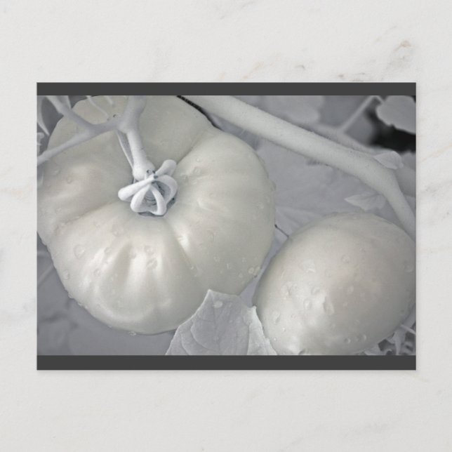 Postal Silvery Tomates (Anverso)
