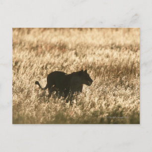 Postal Silvicultura de leona (Panthera leo) en hierba lar