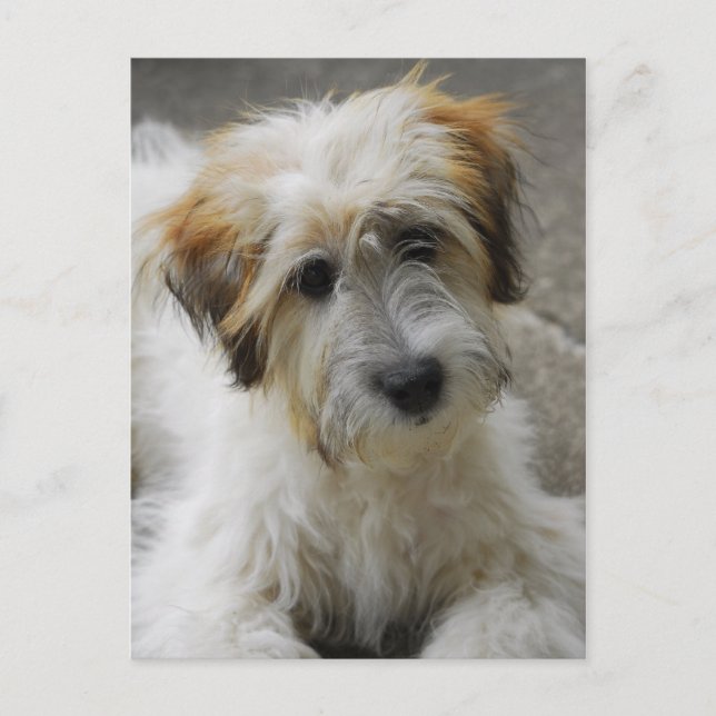 Postal simba (Anverso)