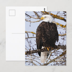 Postal Simbolismo de águila