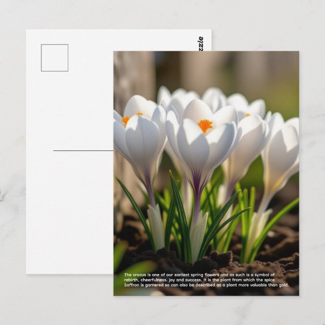 Postal Simbolismo del Crocus (Anverso / Reverso)
