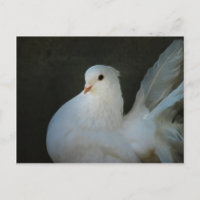 Símbolo de paz de paloma blanca
