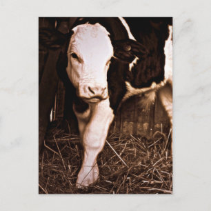 Postal Simmental X Holstein Bull Calf