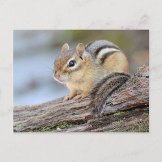 Postal Simplemente Adorable Pequeño Chipmunk