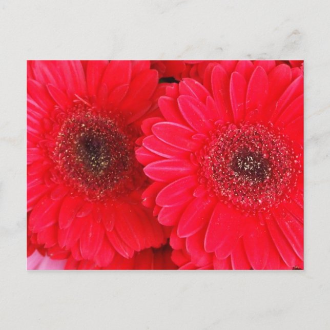 Postal Simplemente rojo (Anverso)