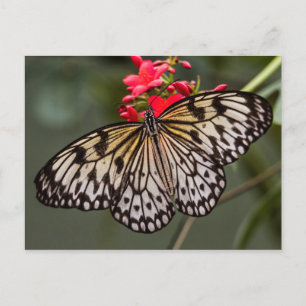 Postal Simplemente una mariposa de cometa de papel