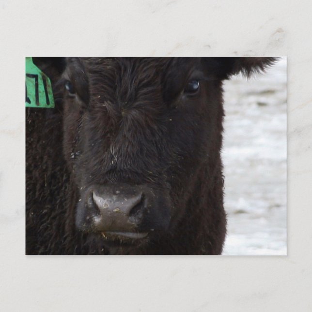 Postal 'Sin Bull' (Anverso)
