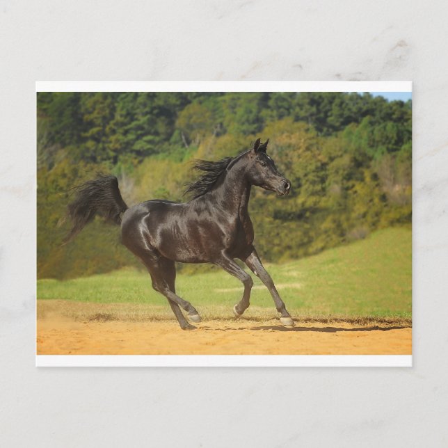 Postal Sin ejecución (Anverso)