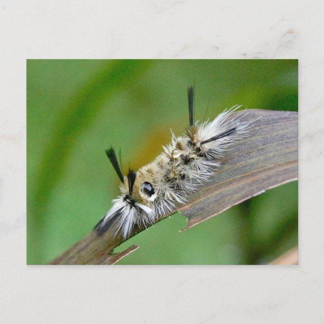 Postal sin título (Anverso)