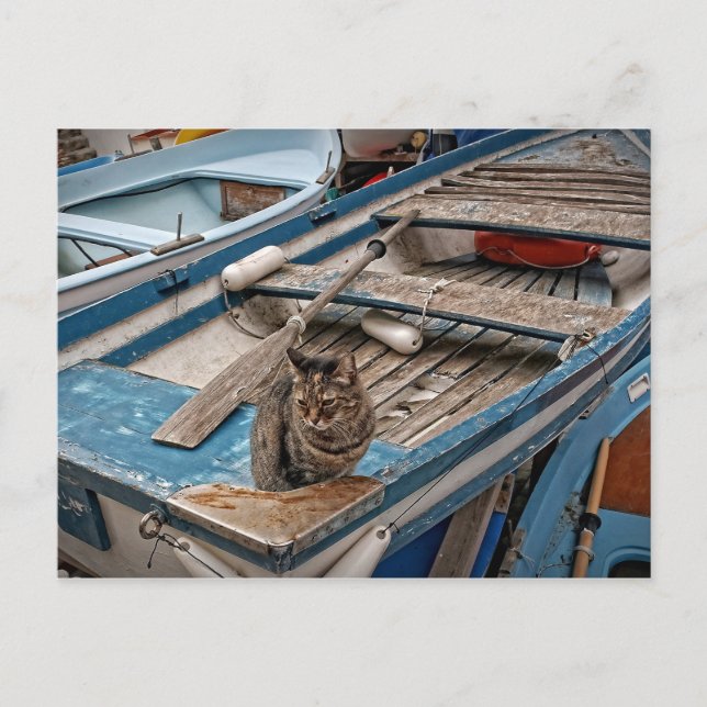 Postal Sinbad the Sailor Cat Postcard (Anverso)