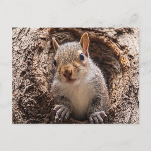 Postal Sincap (Anverso)