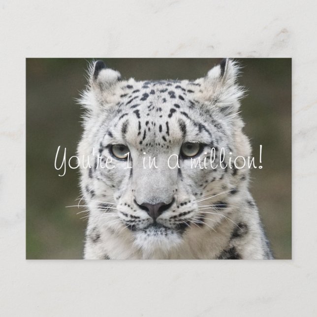 Postal Sincero Leopardo de las Nieves Gracias (Anverso)