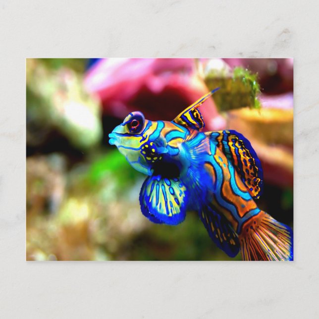 Postal Sinchiropus splendidus (Anverso)