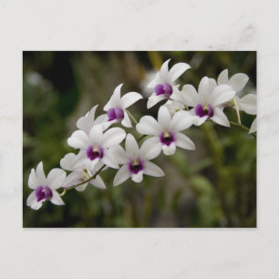 Postal Singapur (Sánscrito para la ciudad de los leones).