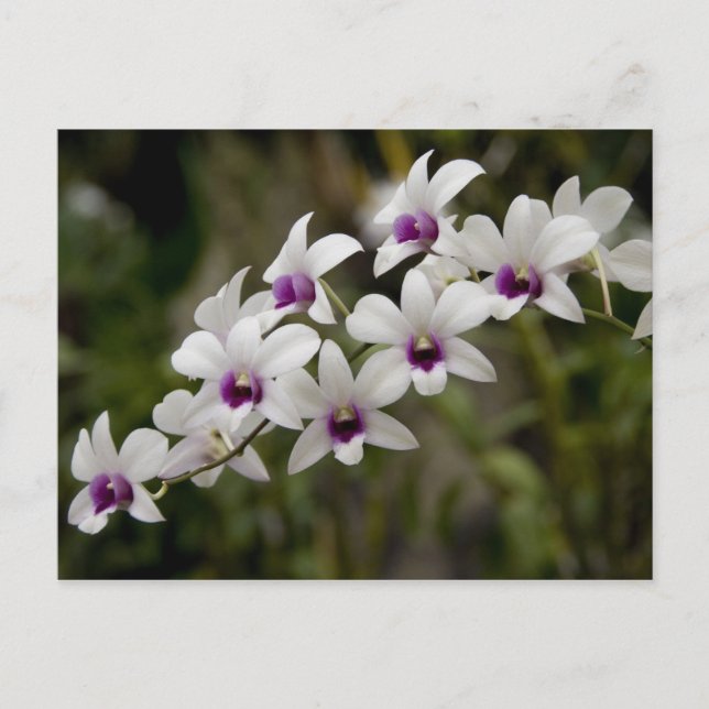 Postal Singapur (Sánscrito para la ciudad de los leones). (Anverso)