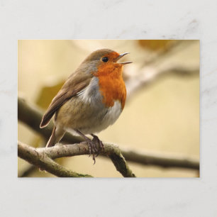 Postal Singing Robin