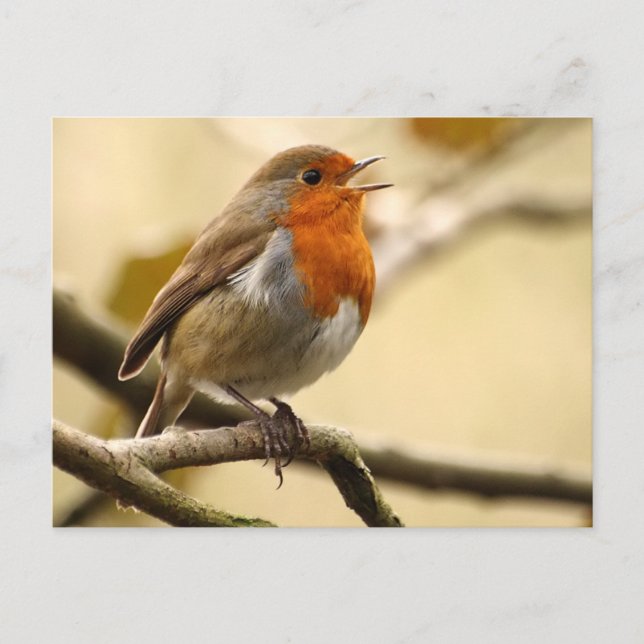 Postal Singing Robin (Anverso)
