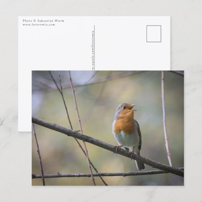Postal Singing Robin Photo (Anverso / Reverso)