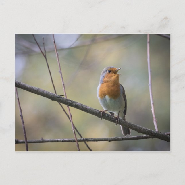Postal Singing Robin Photo (Anverso)