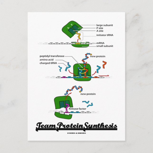 Postal Síntesis de proteína de equipo (Anverso)
